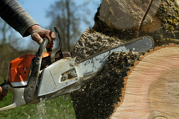 Emergency Storm Tree Removal in Clever, MO